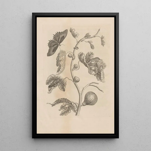 Dissertatio de generatione et metamorphoses des insectes surinamens Pl67 - Maria Sibylla Merian — ingelijst kunstwerk aan de muur