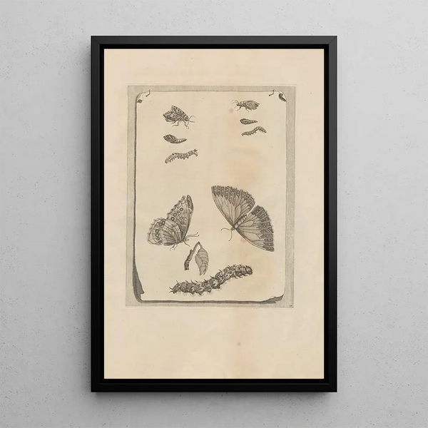 Dissertatio de generatione et metamorphoses des insectes surinamens Pl68 - Maria Sibylla Merian — ingelijst kunstwerk aan de muur