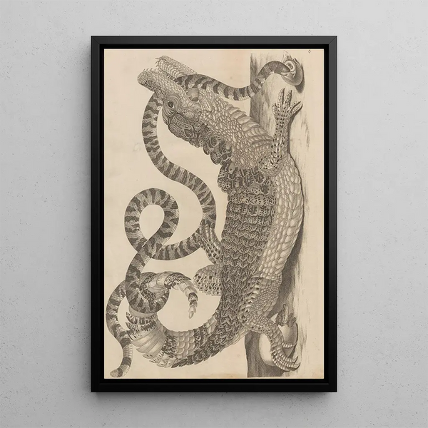 Dissertatio de generatione et metamorphoses des insectes surinamens Pl69 - Maria Sibylla Merian — ingelijst kunstwerk aan de muur