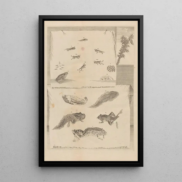 Dissertatio de generatione et metamorphosibus insectorum surinamensium Pl71 - Maria Sibylla Merian — ingelijst kunstwerk aan de muur