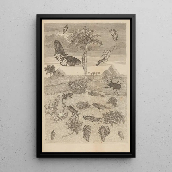 Dissertatio de generatione et metamorphosibus insectorum surinamensium Pl72 - Maria Sibylla Merian — ingelijst kunstwerk aan de muur