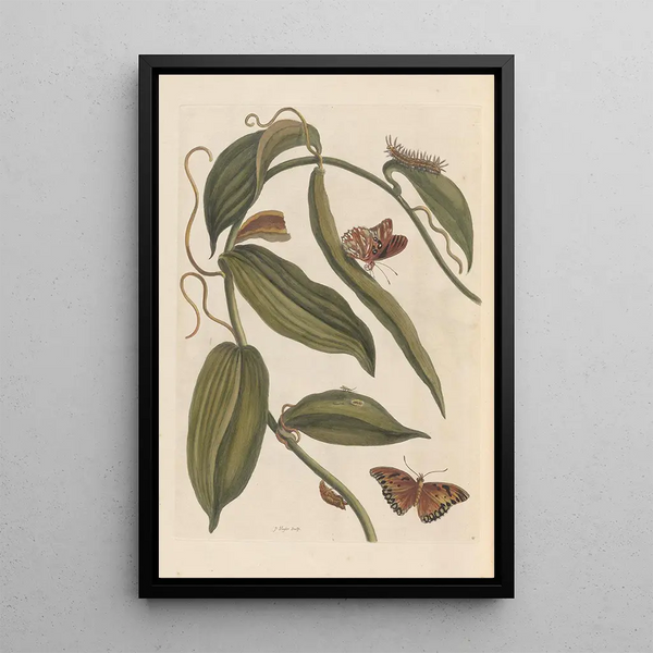 Dissertation sur la génération et les transformations des insectes de Surinam Pl01 - Maria Sibylla Merian — ingelijst kunstwerk aan de muur