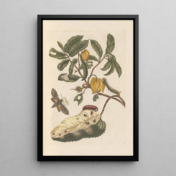 Dissertation sur la génération et les transformations des insectes de Surinam Pl02 - Maria Sibylla Merian — ingelijst kunstwerk aan de muur