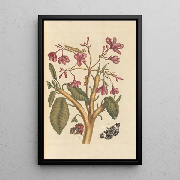 Dissertation sur la génération et les transformations des insectes de Surinam Pl04 - Maria Sibylla Merian — ingelijst kunstwerk aan de muur