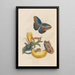 Dissertation sur la génération et les transformations des insectes de Surinam Pl05 - Maria Sibylla Merian — ingelijst kunstwerk aan de muur