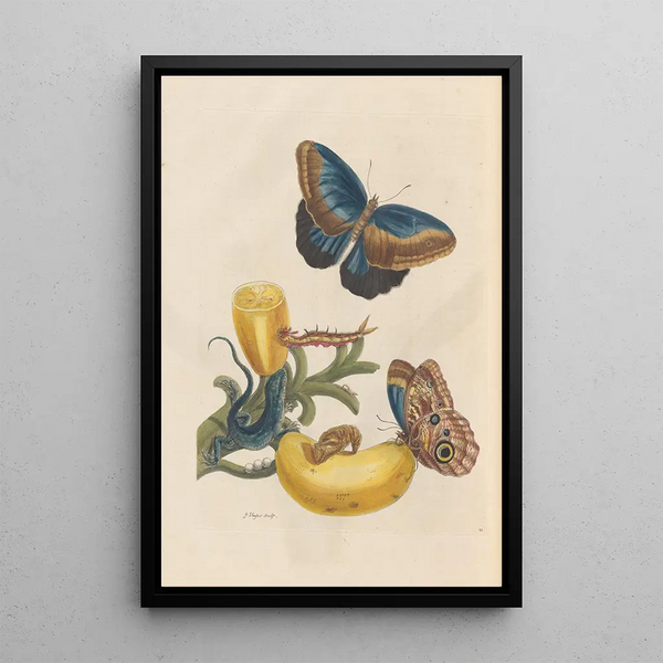 Dissertation sur la génération et les transformations des insectes de Surinam Pl05 - Maria Sibylla Merian — ingelijst kunstwerk aan de muur
