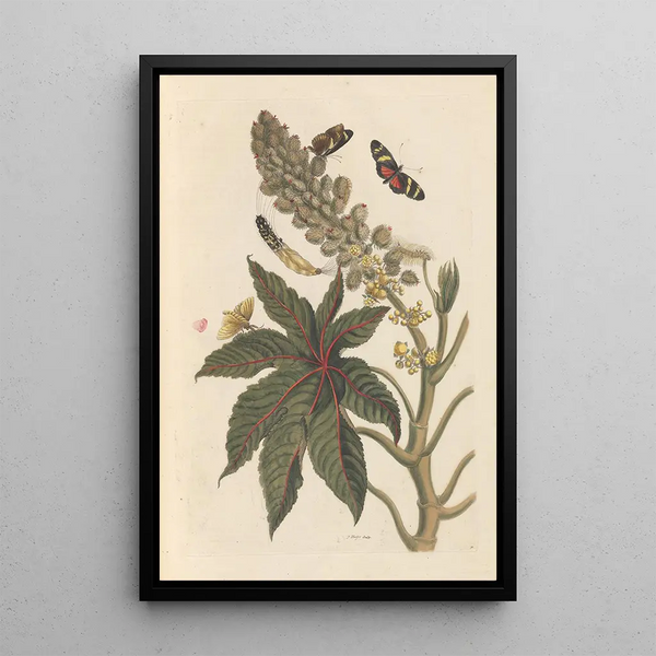 Dissertation sur la génération et les transformations des insectes de Surinam Pl06 - Maria Sibylla Merian — ingelijst kunstwerk aan de muur