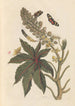 Dissertation sur la génération et les transformations des insectes de Surinam Pl06 - Maria Sibylla Merian — weergave van het kunstwerk