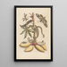 Dissertation sur la génération et les transformations des insectes de Surinam Pl07 - Maria Sibylla Merian — ingelijst kunstwerk aan de muur