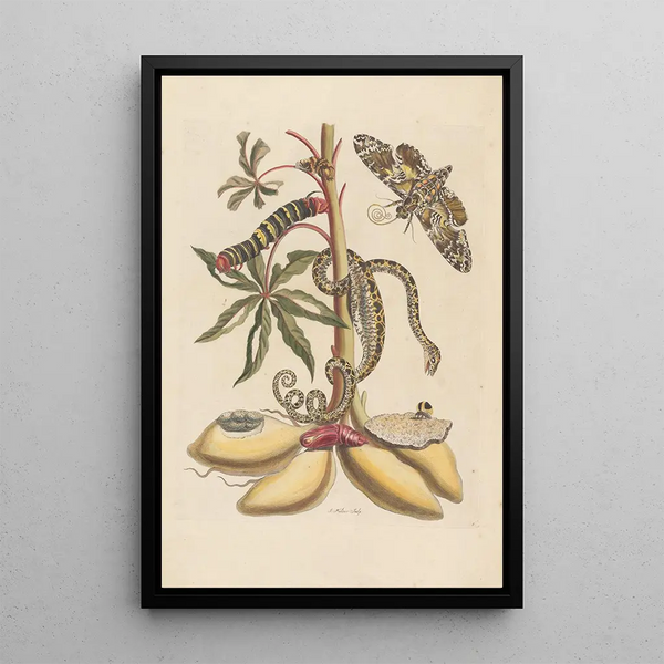 Dissertation sur la génération et les transformations des insectes de Surinam Pl07 - Maria Sibylla Merian — ingelijst kunstwerk aan de muur