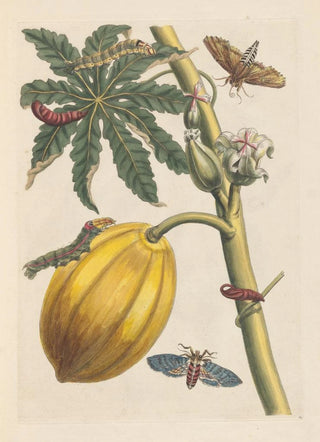 Maria Sibylla Merian - Dissertation sur la generation et les transformations des insectes de Surinam Pl09.webp