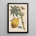Dissertation sur la génération et les transformations des insectes de Surinam Pl09 - Maria Sibylla Merian — ingelijst kunstwerk aan de muur
