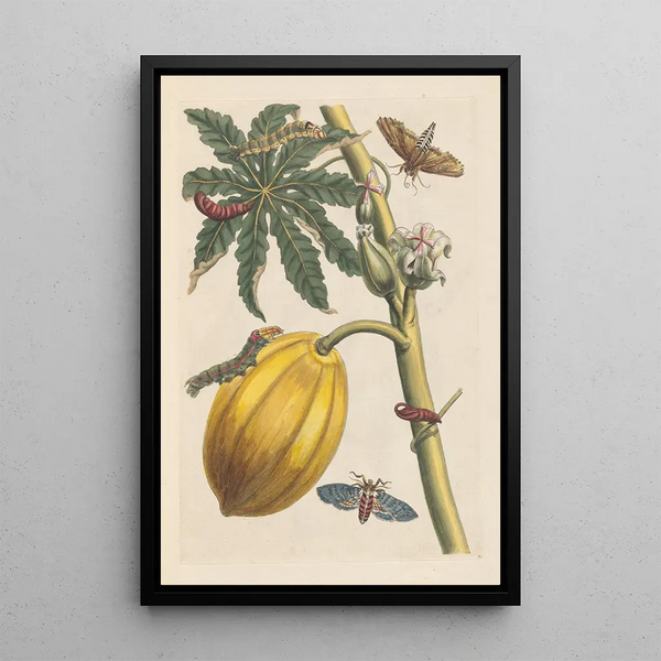 Dissertation sur la génération et les transformations des insectes de Surinam Pl09 - Maria Sibylla Merian — ingelijst kunstwerk aan de muur