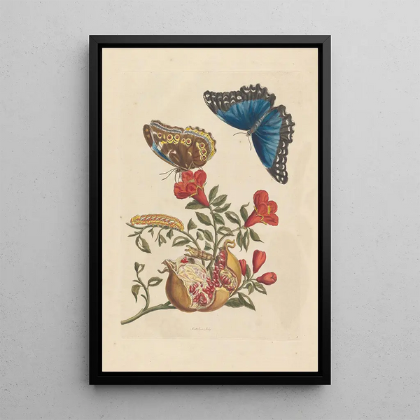Dissertation sur la génération et les transformations des insectes de Surinam Pl10 - Maria Sibylla Merian — ingelijst kunstwerk aan de muur