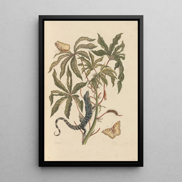 Dissertation sur la génération et les transformations des insectes de Surinam Pl11 - Maria Sibylla Merian — ingelijst kunstwerk aan de muur