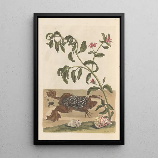 Dissertation sur la génération et les transformations des insectes de Surinam Pl13 - Maria Sibylla Merian — ingelijst kunstwerk aan de muur