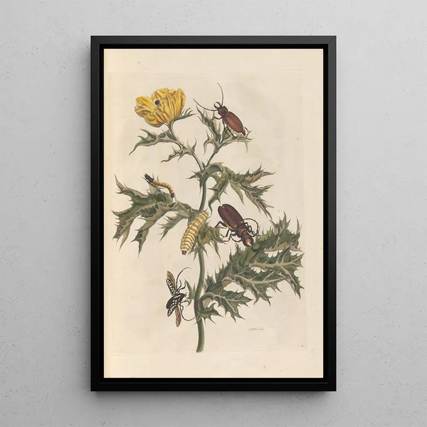 Dissertation sur la génération et les transformations des insectes de Surinam Pl14 - Maria Sibylla Merian — ingelijst kunstwerk aan de muur