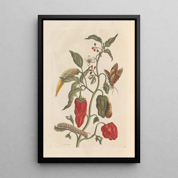 Dissertation sur la génération et les transformations des insectes de Surinam Pl15 - Maria Sibylla Merian — ingelijst kunstwerk aan de muur