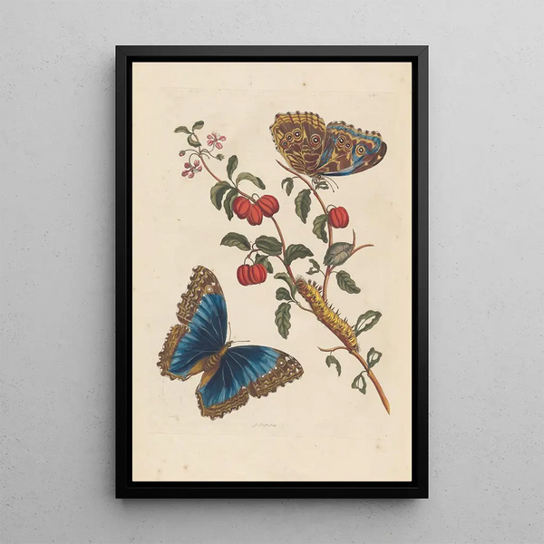 Dissertation sur la génération et les transformations des insectes de Surinam Pl18 - Maria Sibylla Merian — ingelijst kunstwerk aan de muur