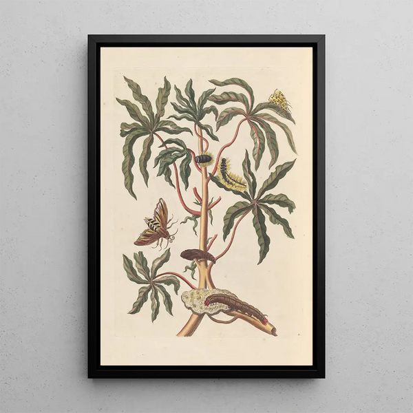 Dissertation sur la génération et les transformations des insectes de Surinam Pl19 - Maria Sibylla Merian — ingelijst kunstwerk aan de muur