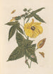 Dissertation sur la génération et les transformations des insectes de Surinam Pl20 - Maria Sibylla Merian — weergave van het kunstwerk