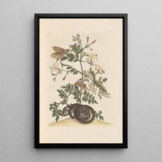 Maria Sibylla Merian - Dissertation sur la generation et les transformations des insectes de Surinam Pl22.webp