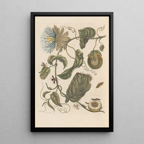 Maria Sibylla Merian - Dissertation sur la generation et les transformations des insectes de Surinam Pl23.webp