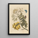 Dissertation sur la génération et les transformations des insectes de Surinam Pl24 - Maria Sibylla Merian — ingelijst kunstwerk aan de muur