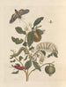 Dissertation sur la génération et les transformations des insectes de Surinam Pl26 - Maria Sibylla Merian — weergave van het kunstwerk