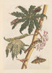 Dissertation sur la génération et les transformations des insectes de Surinam Pl30 - Maria Sibylla Merian — weergave van het kunstwerk