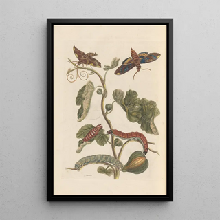 Maria Sibylla Merian - Dissertation sur la generation et les transformations des insectes de Surinam Pl34.webp