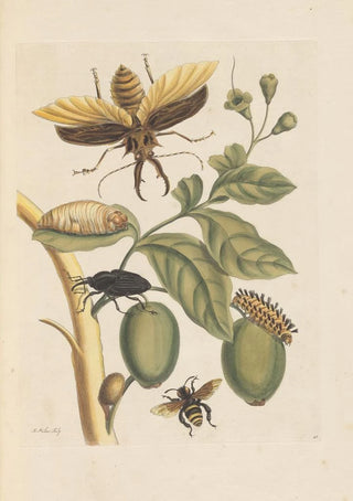 Maria Sibylla Merian - Dissertation sur la generation et les transformations des insectes de Surinam Pl35.webp