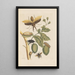 Dissertation sur la génération et les transformations des insectes de Surinam Pl35 - Maria Sibylla Merian — ingelijst kunstwerk aan de muur