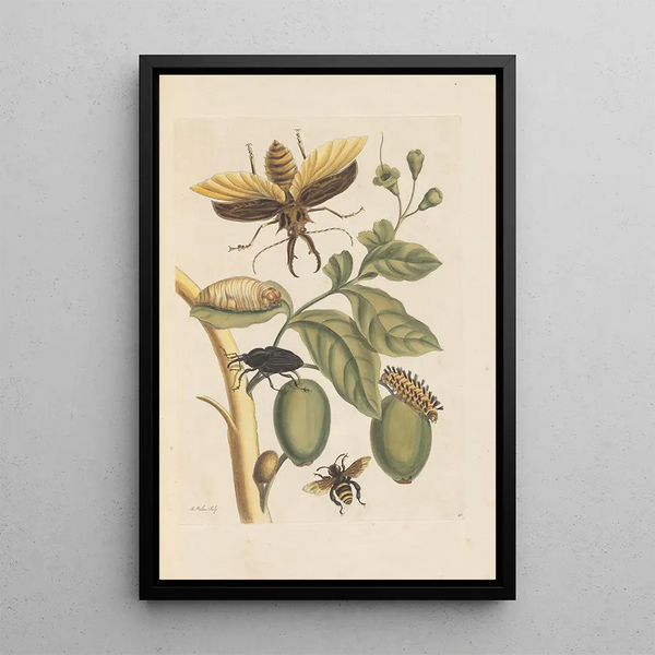 Maria Sibylla Merian - Dissertation sur la generation et les transformations des insectes de Surinam Pl35.webp