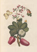 Dissertation sur la génération et les transformations des insectes de Surinam Pl36 - Maria Sibylla Merian — weergave van het kunstwerk