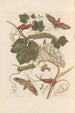 Dissertation sur la génération et les transformations des insectes de Surinam Pl37 - Maria Sibylla Merian — weergave van het kunstwerk