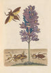 Dissertation sur la génération et les transformations des insectes de Surinam Pl41 - Maria Sibylla Merian — weergave van het kunstwerk