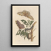 Dissertation sur la génération et les transformations des insectes de Surinam Pl42 - Maria Sibylla Merian — ingelijst kunstwerk aan de muur
