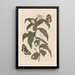 Dissertation sur la génération et les transformations des insectes de Surinam Pl44 - Maria Sibylla Merian — ingelijst kunstwerk aan de muur
