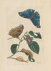 Dissertation sur la génération et les transformations des insectes de Surinam Pl51 - Maria Sibylla Merian — weergave van het kunstwerk