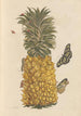 Dissertation sur la génération et les transformations des insectes de Surinam Pl52 - Maria Sibylla Merian — weergave van het kunstwerk