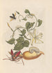 Dissertation sur la génération et les transformations des insectes de Surinam Pl56 - Maria Sibylla Merian — weergave van het kunstwerk