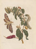 Dissertation sur la génération et les transformations des insectes de Surinam Pl58 - Maria Sibylla Merian — weergave van het kunstwerk