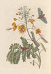 Dissertation sur la génération et les transformations des insectes de Surinam Pl61 - Maria Sibylla Merian — weergave van het kunstwerk