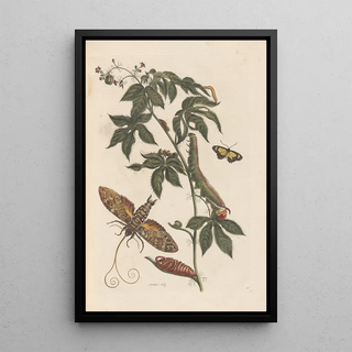 Maria Sibylla Merian - Dissertation sur la generation et les transformations des insectes de Surinam Pl62.webp