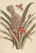 Dissertation sur la génération et les transformations des insectes de Surinam Pl64 - Maria Sibylla Merian — weergave van het kunstwerk