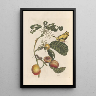 Maria Sibylla Merian - Dissertation sur la generation et les transformations des insectes de Surinam Pl69.webp