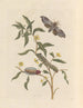 Dissertation sur la génération et les transformations des insectes de Surinam Pl71 - Maria Sibylla Merian — weergave van het kunstwerk