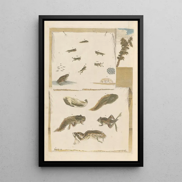 Maria Sibylla Merian - Dissertation sur la generation et les transformations des insectes de Surinam Pl72.webp