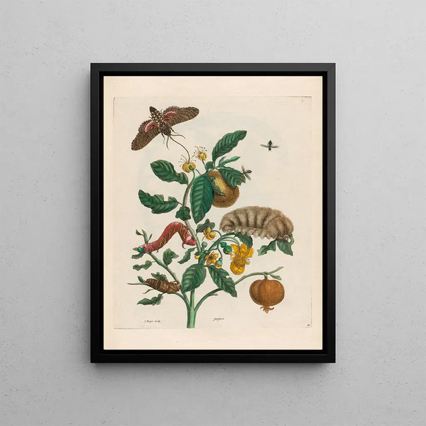 Maria Sibylla Merian - Guajare.webp